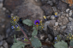 Phacelia gymnoclada
