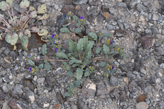 Phacelia gymnoclada