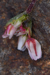 Eriogonum nutans nutans
