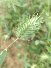 Eremopyrum orientale