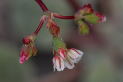 Eriogonum nutans nutans