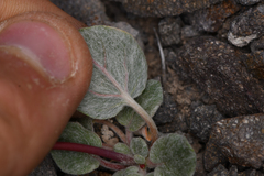 Eriogonum nutans nutans