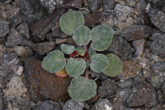 Eriogonum nutans nutans