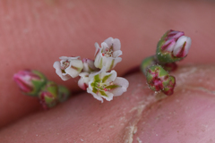 Eriogonum nutans nutans