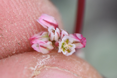 Eriogonum nutans nutans