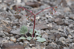 Eriogonum nutans nutans