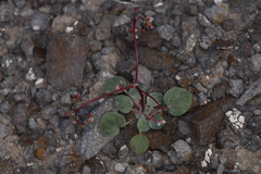 Eriogonum nutans nutans