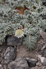 Glyptopleura marginata