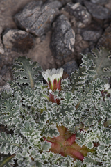 Glyptopleura marginata