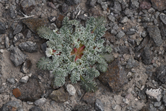 Glyptopleura marginata