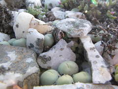 Conophytum calculus