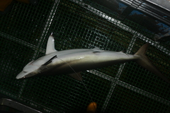 Carcharhinus falciformis