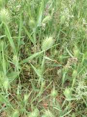 Eremopyrum orientale