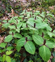 Trillium gracile