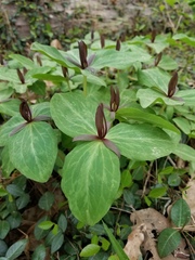Trillium gracile