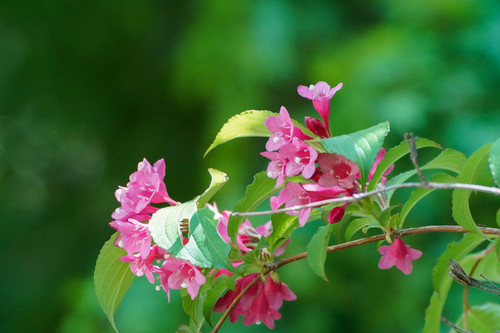 Weigela decora iNat (2)