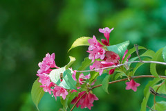 Weigela coraeensis