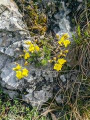 Draba cuspidata