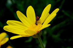 Misumenops rubrodecoratus