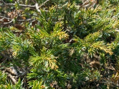 Juniperus communis hemisphaerica