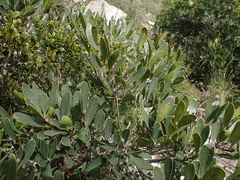Euclea schimperi