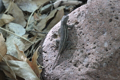 Sceloporus virgatus