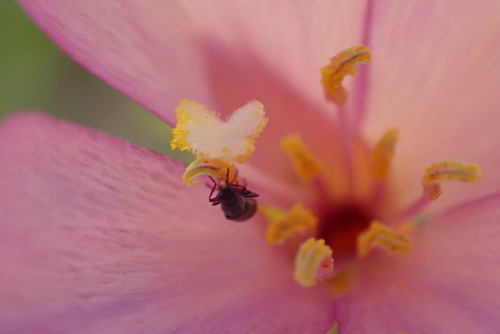 iNaturalist observation photo of slender clarkia