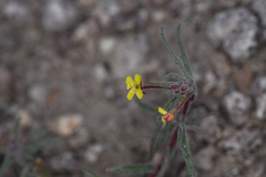 Camissonia pusilla