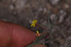 Camissonia pusilla