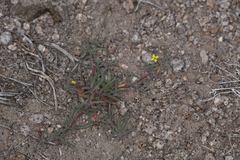 Camissonia pusilla