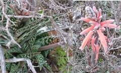 Gonialoe variegata