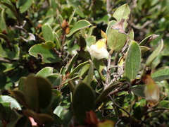 Diospyros scabrida cordata