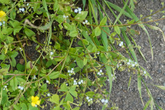 Trigonotis peduncularis