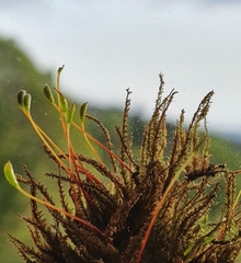 Hygrohypnum luridum