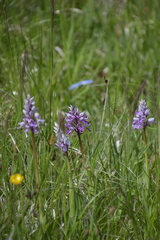 Orchis militaris