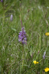Orchis militaris