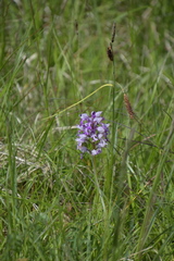 Orchis militaris