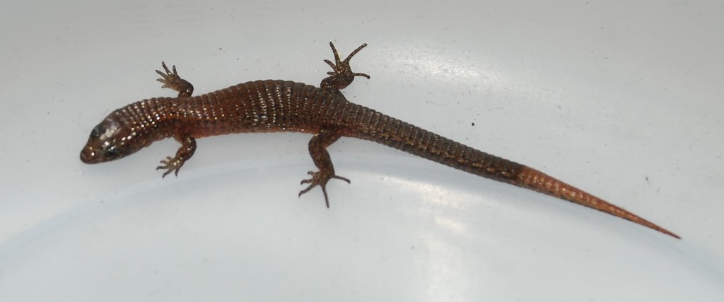 Western Colombian Shade Lizard