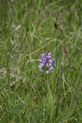 Orchis militaris