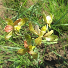 Eulophia parviflora