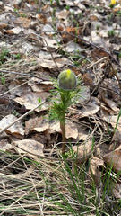 Adonis vernalis