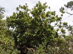 Smelophyllum capense