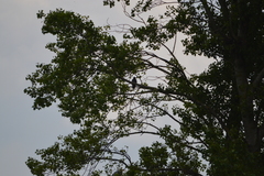 Corvus cornix × corone