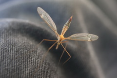 Tipula lunata