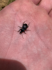 Sphaeroderus stenostomus