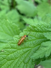 Denticollis linearis