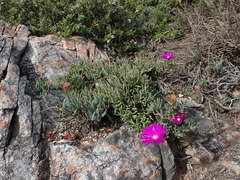 Lampranthus coralliflorus