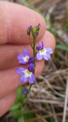 Lobelia berlandieri