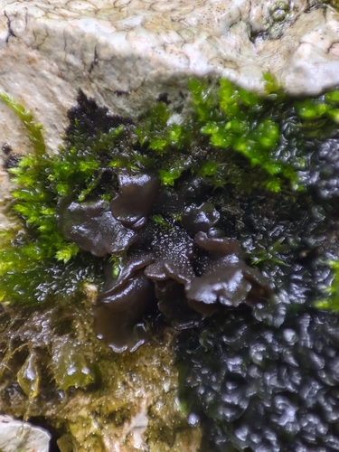 koléma (Collema)