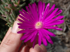 Lampranthus coralliflorus